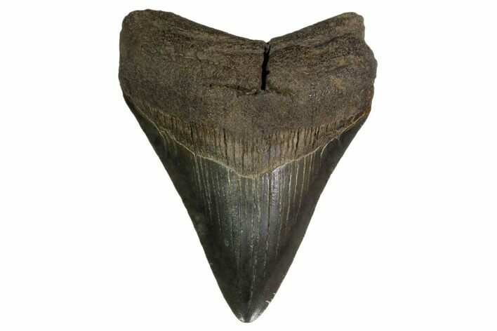 Fossil Megalodon Tooth - Georgia #158743